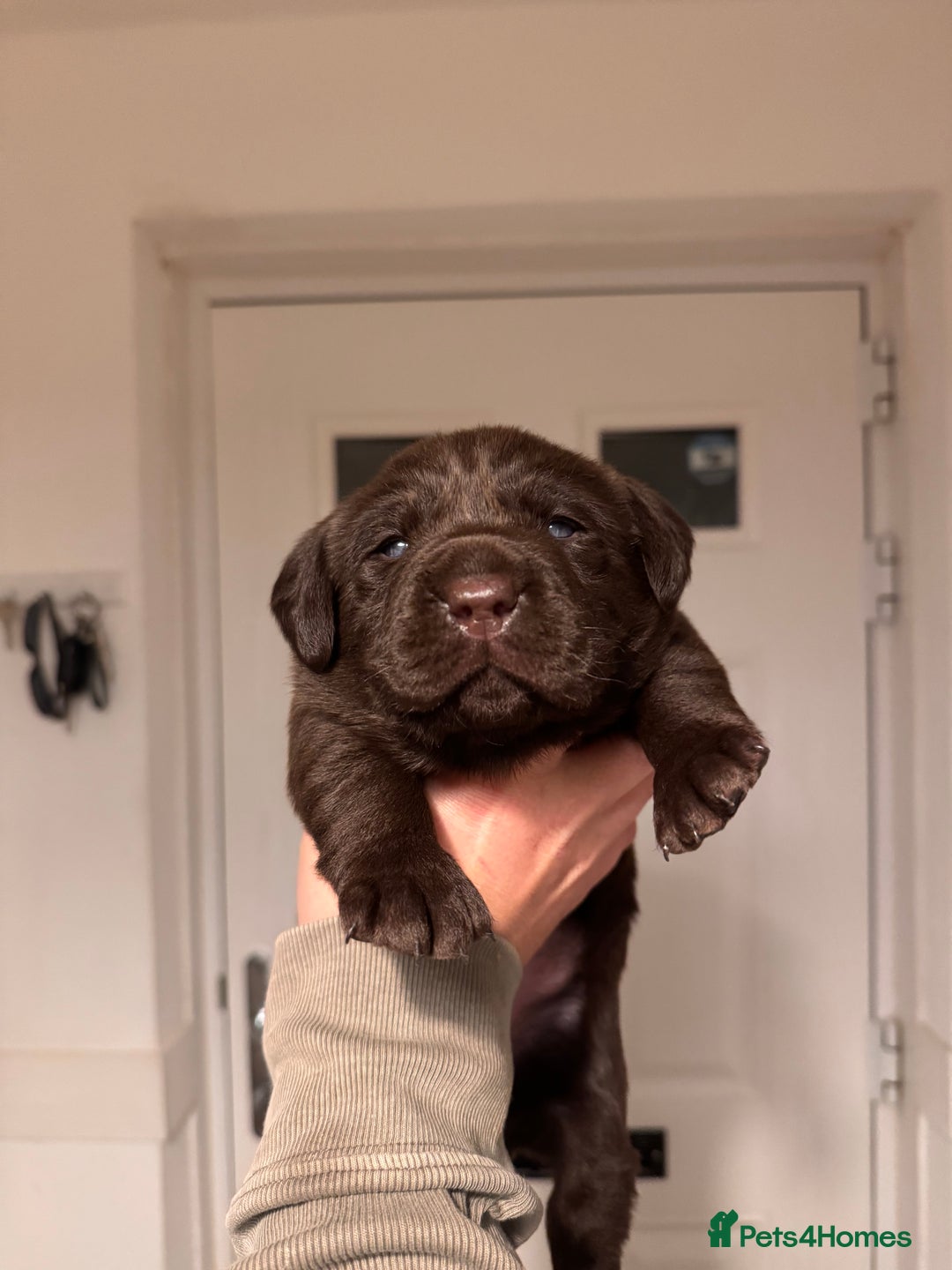Labrador Retriever dogs for sale: Chunky chocolate Labrador puppies - Advert 2