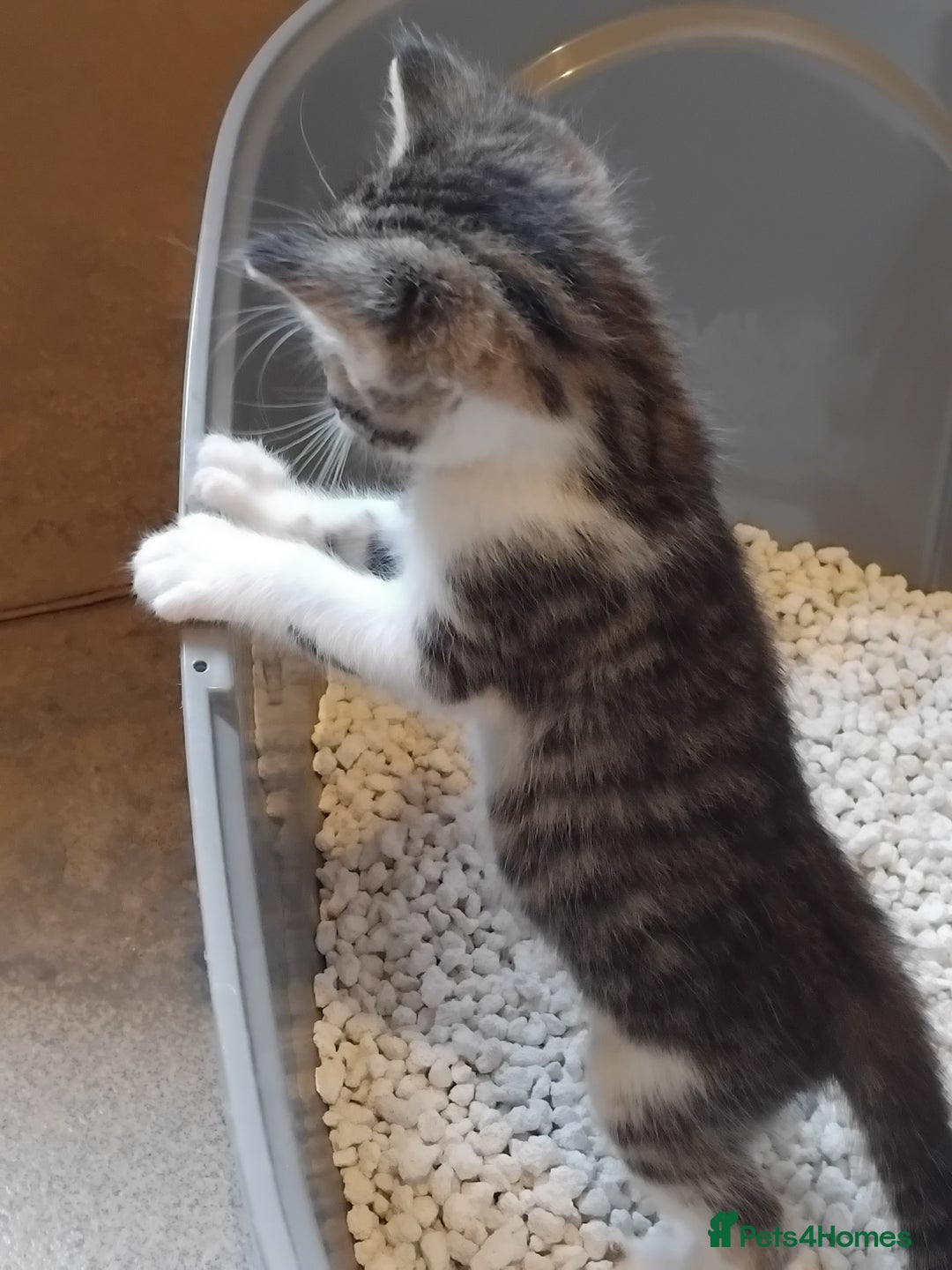 Mixed Breed cats for sale: Lovely Bengal x kittens for sale. - Advert 3