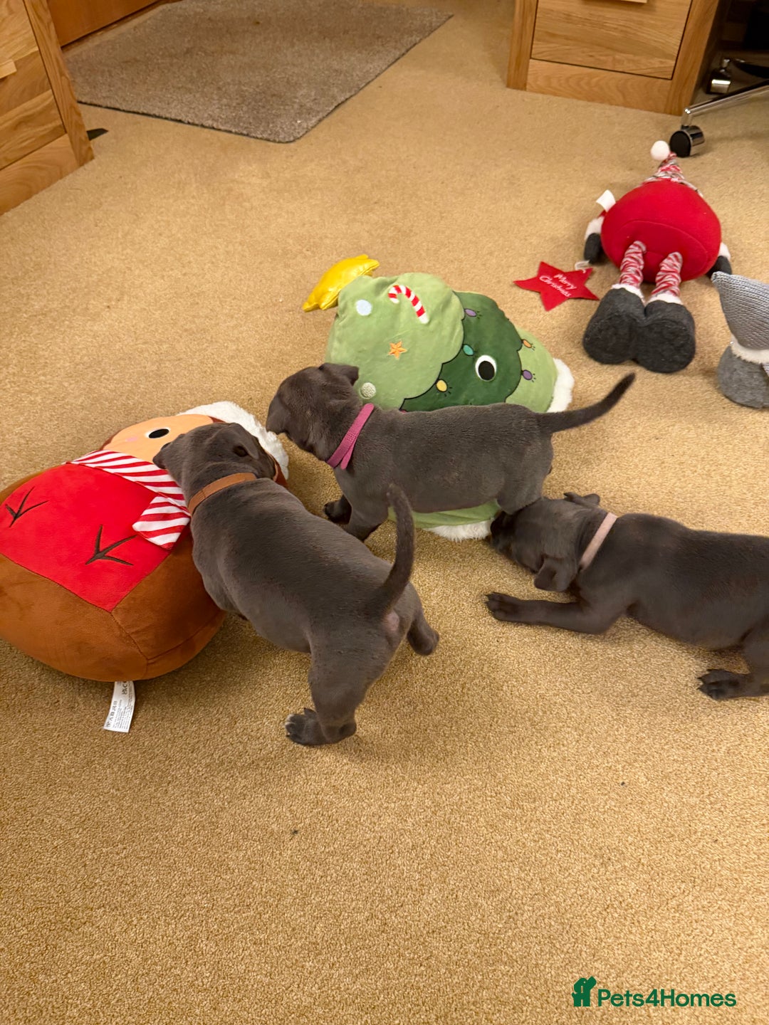 Staffordshire Bull Terrier dogs for sale: KC Registered/Health Tested Blue SBT Puppies - Advert 5