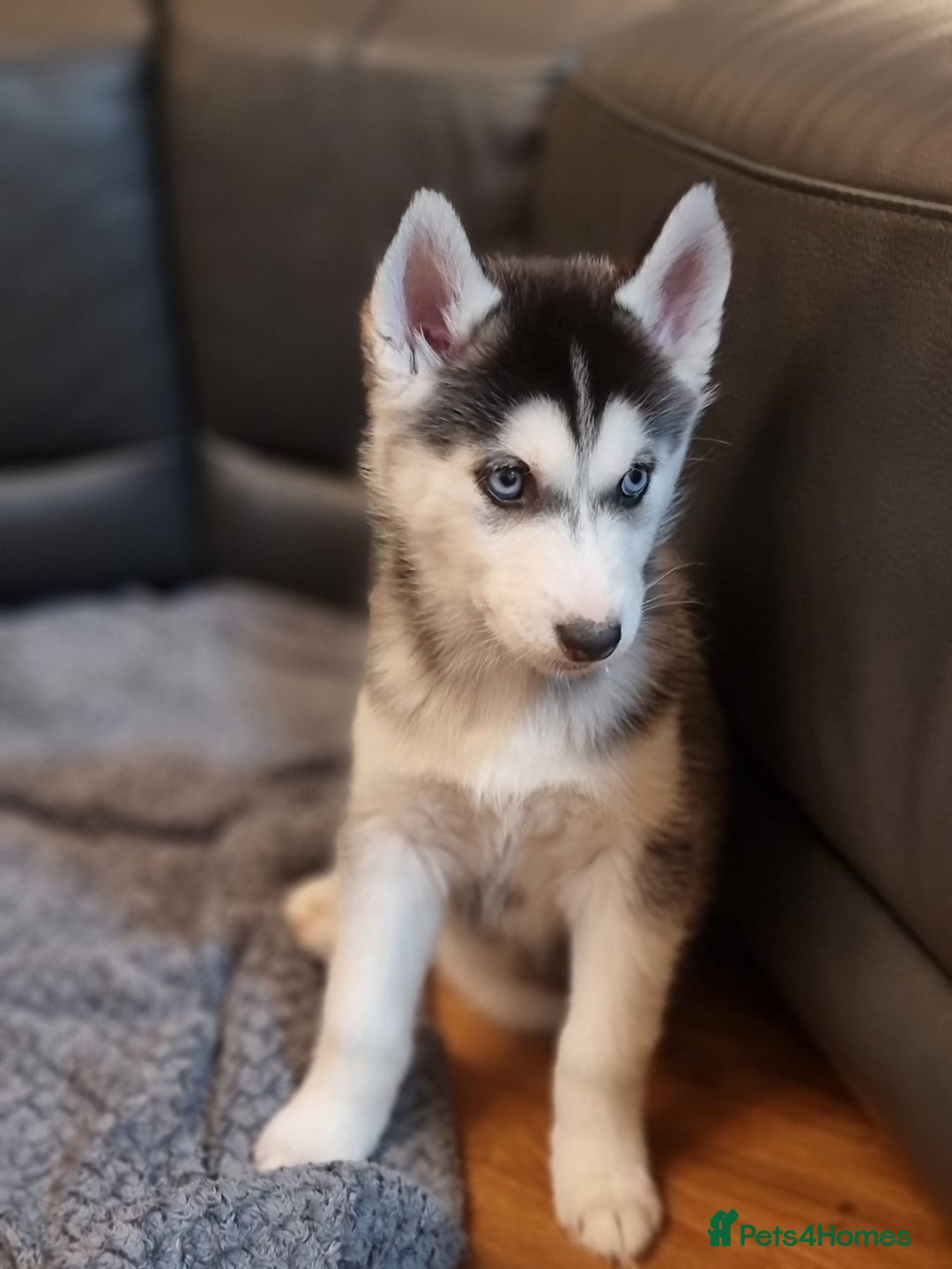 Siberian Husky dogs for sale: Siberian Husky Puppies/8 Weeks Old Glasgow 600each - Advert 6