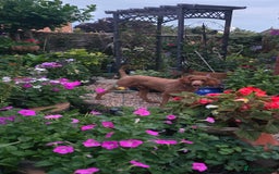 Standard Poodle dogs for sale: Super friendly standard poodle red boy  - Image 5