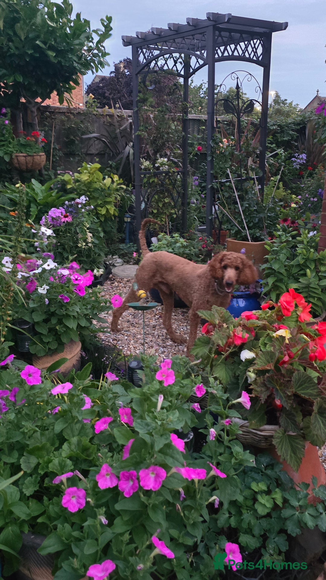 Standard Poodle dogs for sale: Super friendly standard poodle red boy  - Image 5