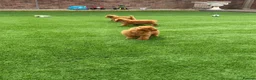 Toy Poodle dogs for sale: Toy poodle puppies - Advert 19
