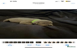 Staffordshire Bull Terrier dogs for sale: Staffordshire bull terrier puppies | blue staff - Image 17