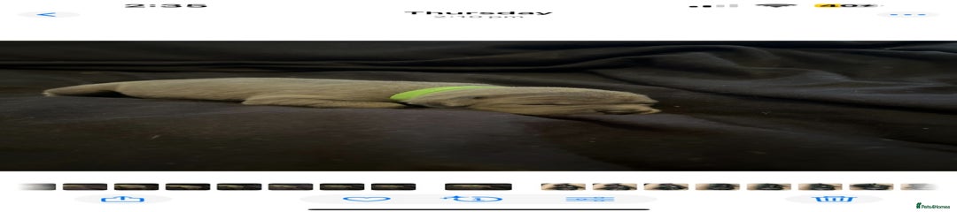 Chanel (green collar) 