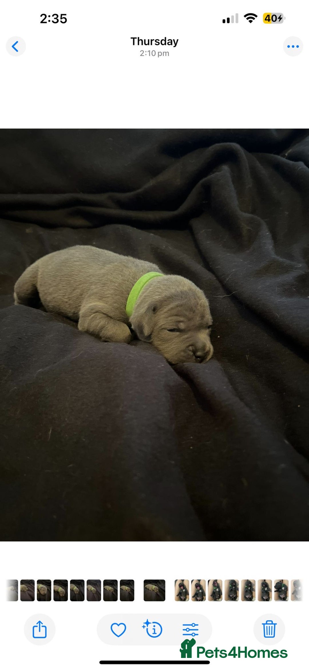 Staffordshire Bull Terrier dogs for sale: Staffordshire bull terrier puppies | blue staff - Image 17