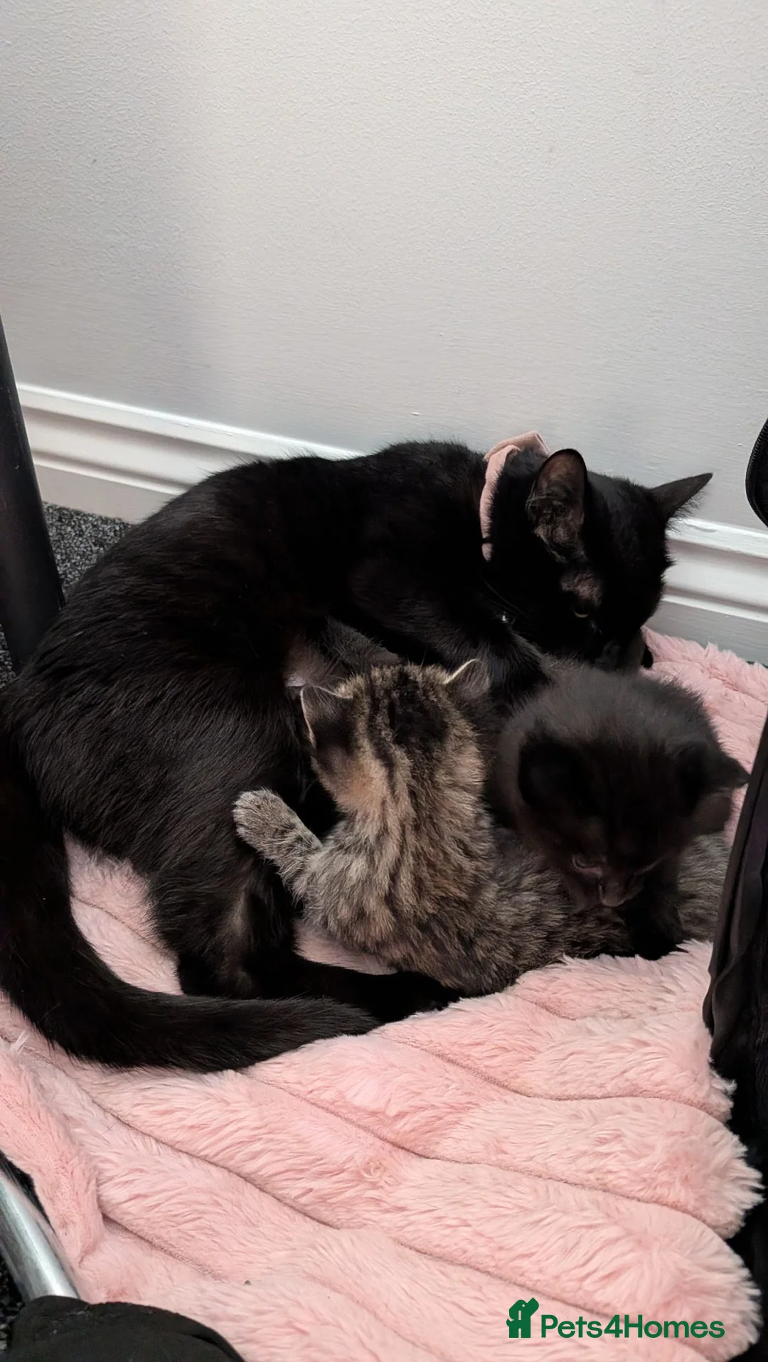 Mixed Breed cats for sale: Black kitten ready to leave  - Advert 1