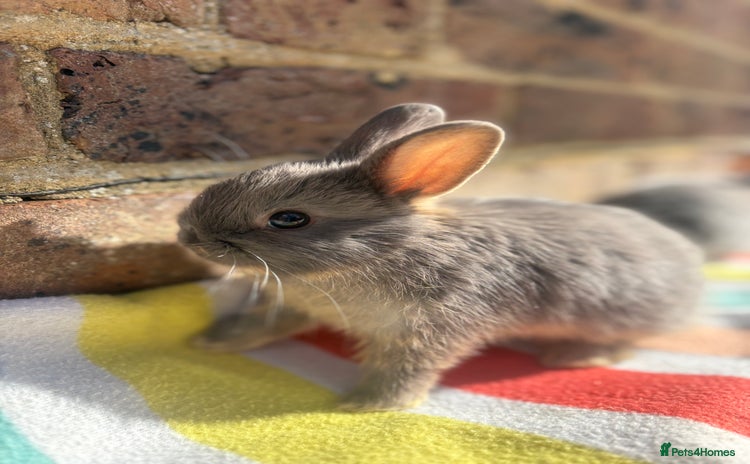 Netherland Dwarf rabbits - Advert 7