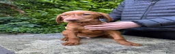 Hungarian Vizsla dogs for sale: Wire haired HungarianVizsla Puppies - Advert 5