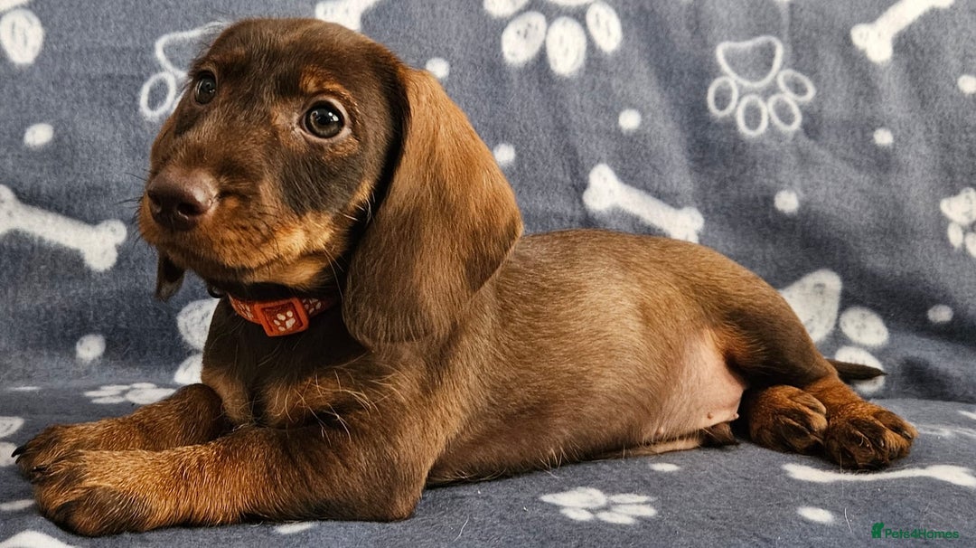 Dachshund dogs for sale: Stunning KC Registered Dachshund Puppies in Cheadle - Image 1