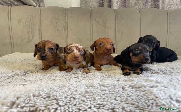 Miniature Dachshund dogs - Advert 2