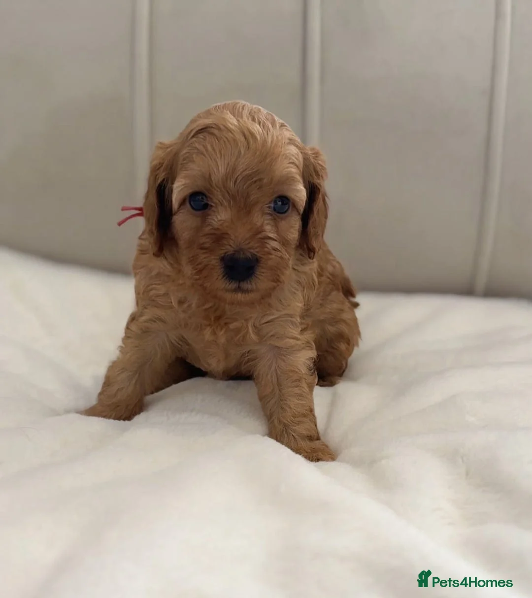 Cavapoo dogs for sale: Gorgeous Cavapoo Puppies-Loving Family Companions in Bromley - Advert 2