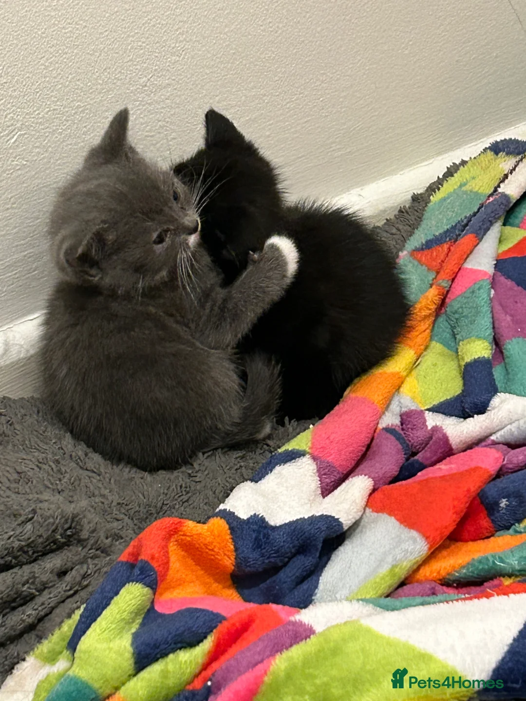 Mixed Breed cats for sale: 4 Gorgeous kittens in Southampton - Advert 16