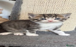 Domestic Shorthair cats for sale: 5 beautiful kittens 🖤 - Image 9