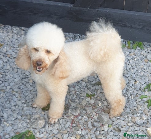 Toy Poodle dogs for stud: Apricot toy poodle - Advert 2