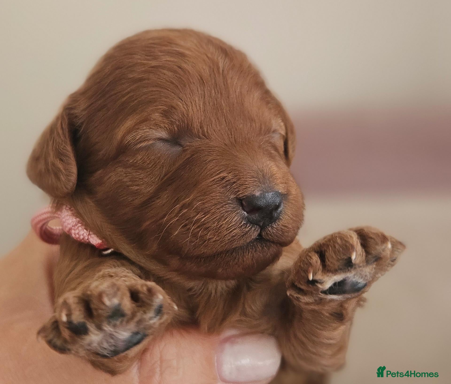 Cavapoo dogs Licensed breeder,dna clear red tiny cavapoo pups  - Advert 19