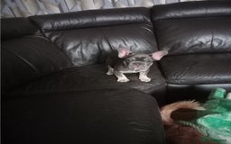 French Bulldog dogs for sale: Male French bulldog puppy - Image 5