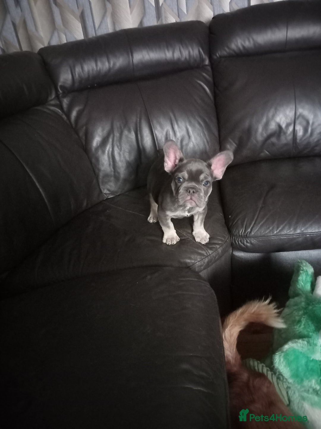 French Bulldog dogs for sale: Male French bulldog puppy - Image 5