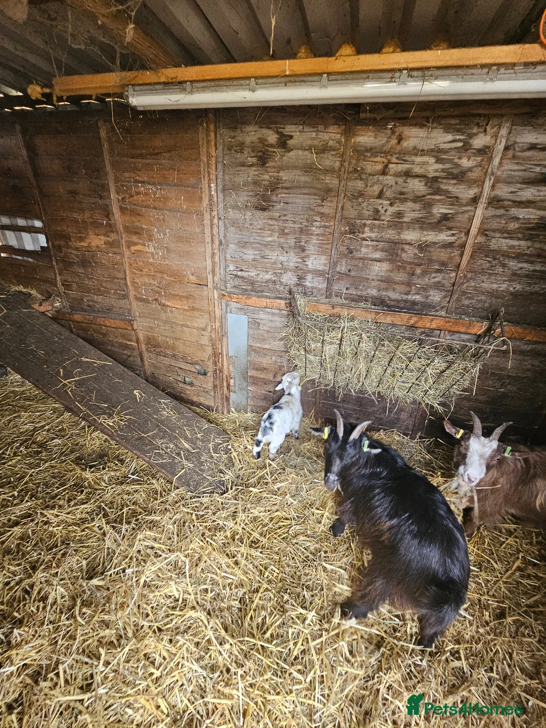 Goats livestock for sale: Pygmy goats mums with kids at foot  in Saint Helens - Advert 1
