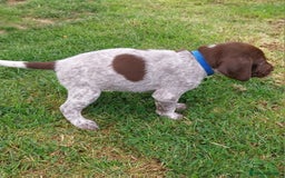 German Shorthaired Pointer dogs for sale: GSP Litter due 12th August  - Image 15