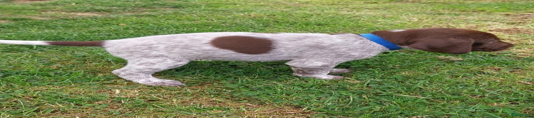 German Shorthaired Pointer Puppy 5 - Dark blue