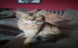 Somali cats for sale: Somali cross kittens available - Image 4