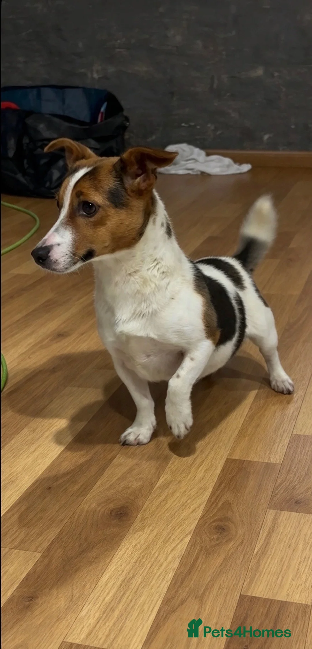 Jack Russell dogs for sale: Miniature Jack Russell puppies in Darwen - Advert 1