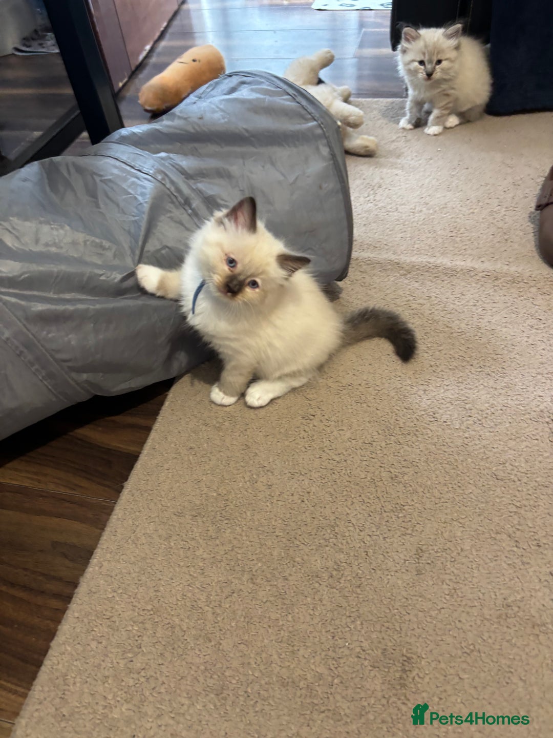 Ragdoll cats for sale: Ragdoll kittens - Image 19