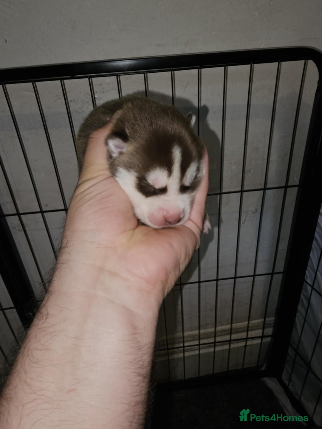 Siberian Husky dogs for sale: Siberian husky puppies  - Image 4