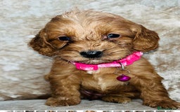 Cockapoo dogs for sale: Miniature red toy cockapoos - Advert 4