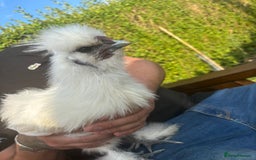 Chickens poultry for sale: Silkie cockerel  - Image 2