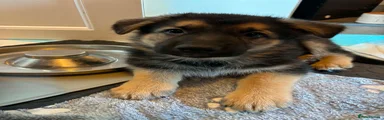 German Shepherd White Female