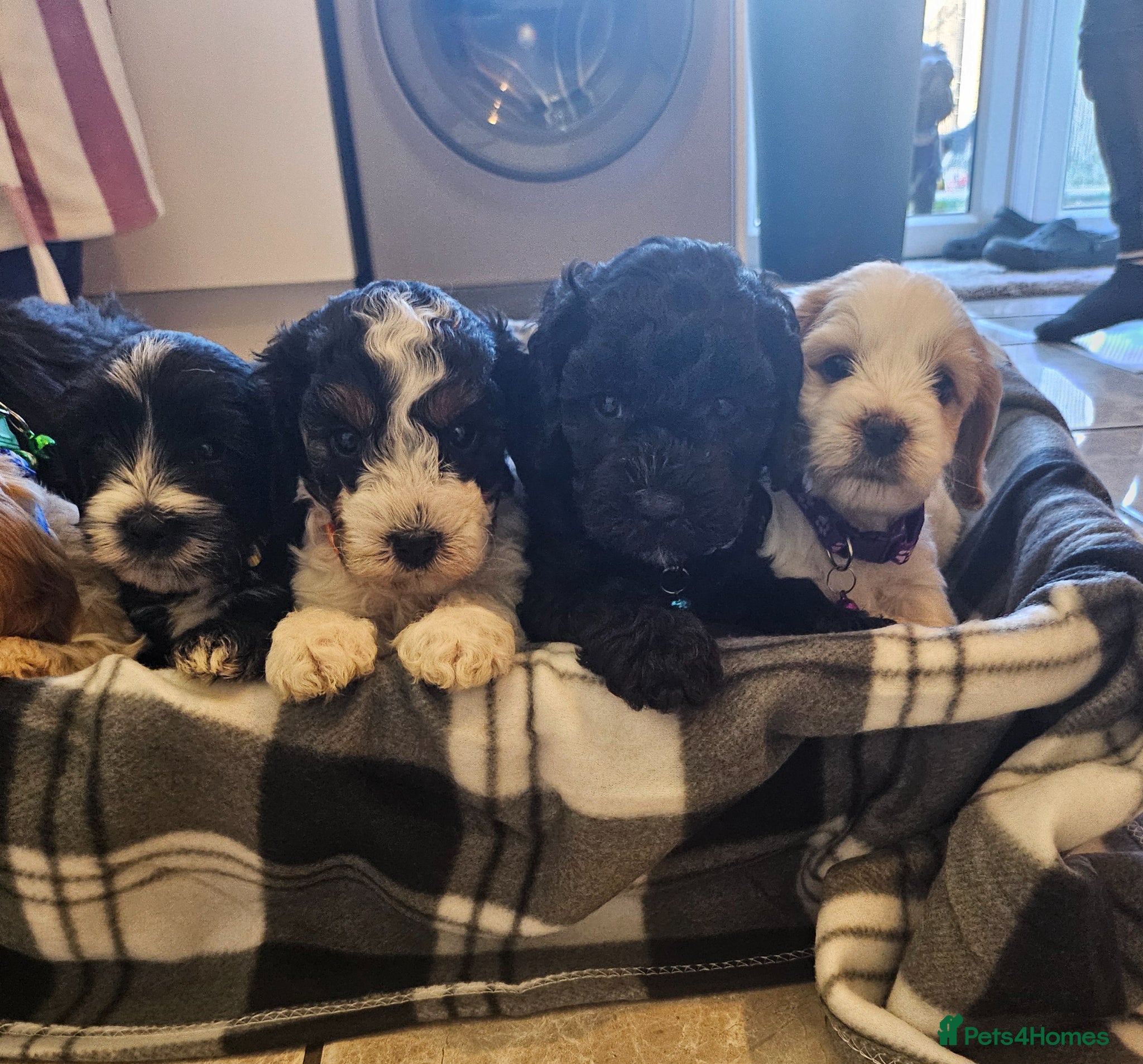 Cockapoo dogs 7 beautiful little cockerpoo puppies 🐶🐶 - Advert 1