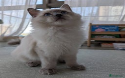 Ragdoll cats for sale: Ragdoll Kitten Seeks Loving Home💙 - Image 2