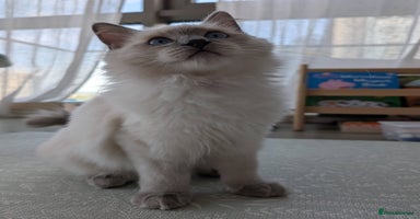 Ragdoll cats - Advert 11