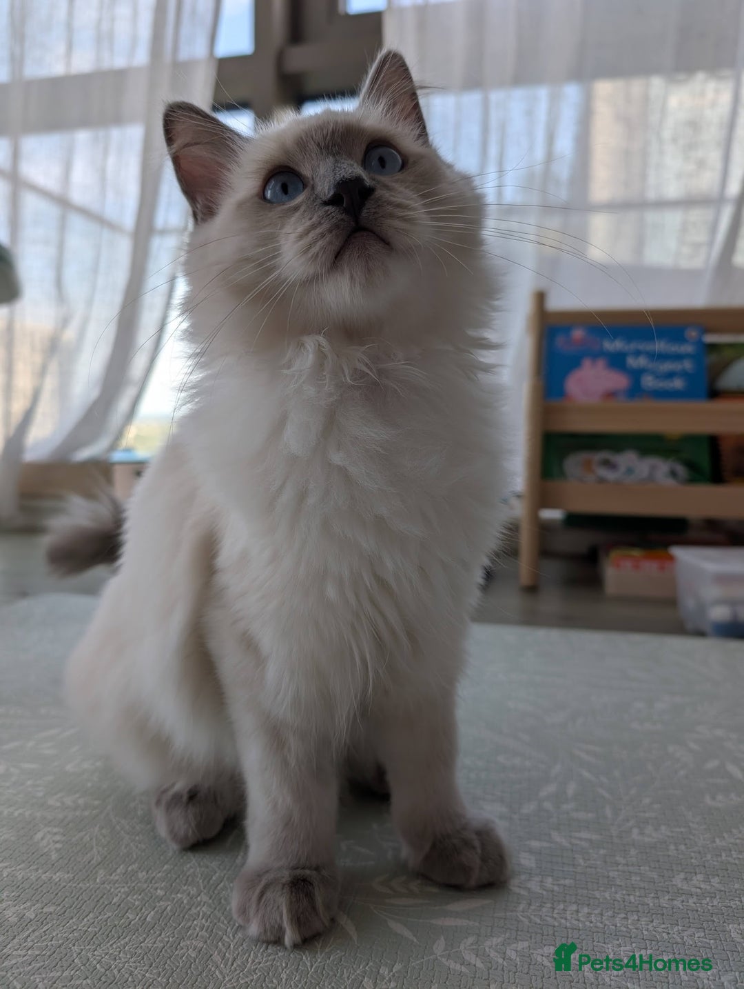 Ragdoll cats for sale: Ragdoll Kitten Seeks Loving Home💙 - Image 2