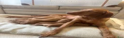 Hungarian Vizsla dogs for sale: Champion KC registered Hungarian Vizsla puppies  - Advert 19