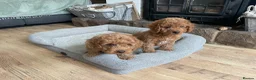 Cockapoo dogs for sale: F2B COCKAPOO PUPPIES  - Advert 5