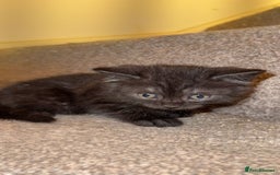 Mixed Breed cats for sale: Kitten  - Image 4