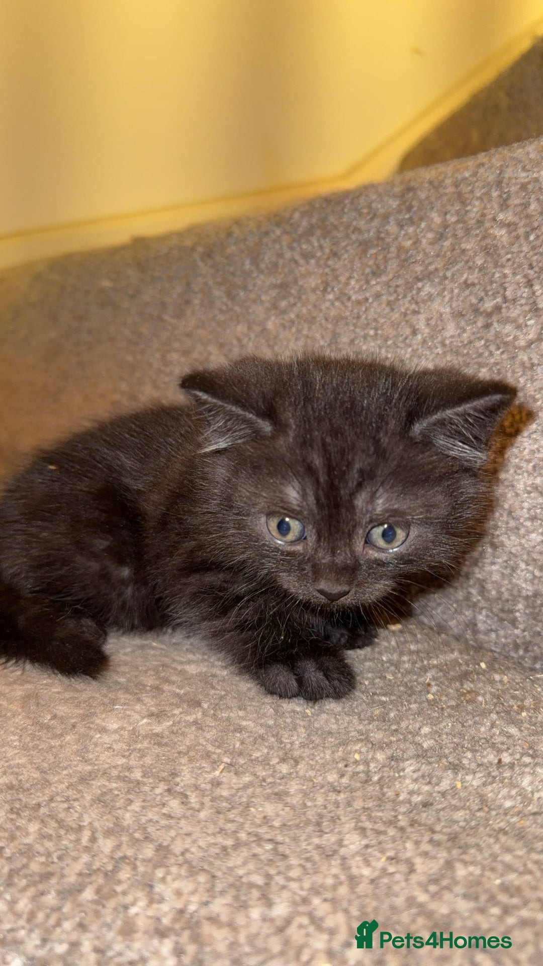 Mixed Breed cats for sale: Kitten  - Image 4