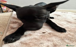 Mixed Breed dogs for sale: 3 puppies for sale - Image 10