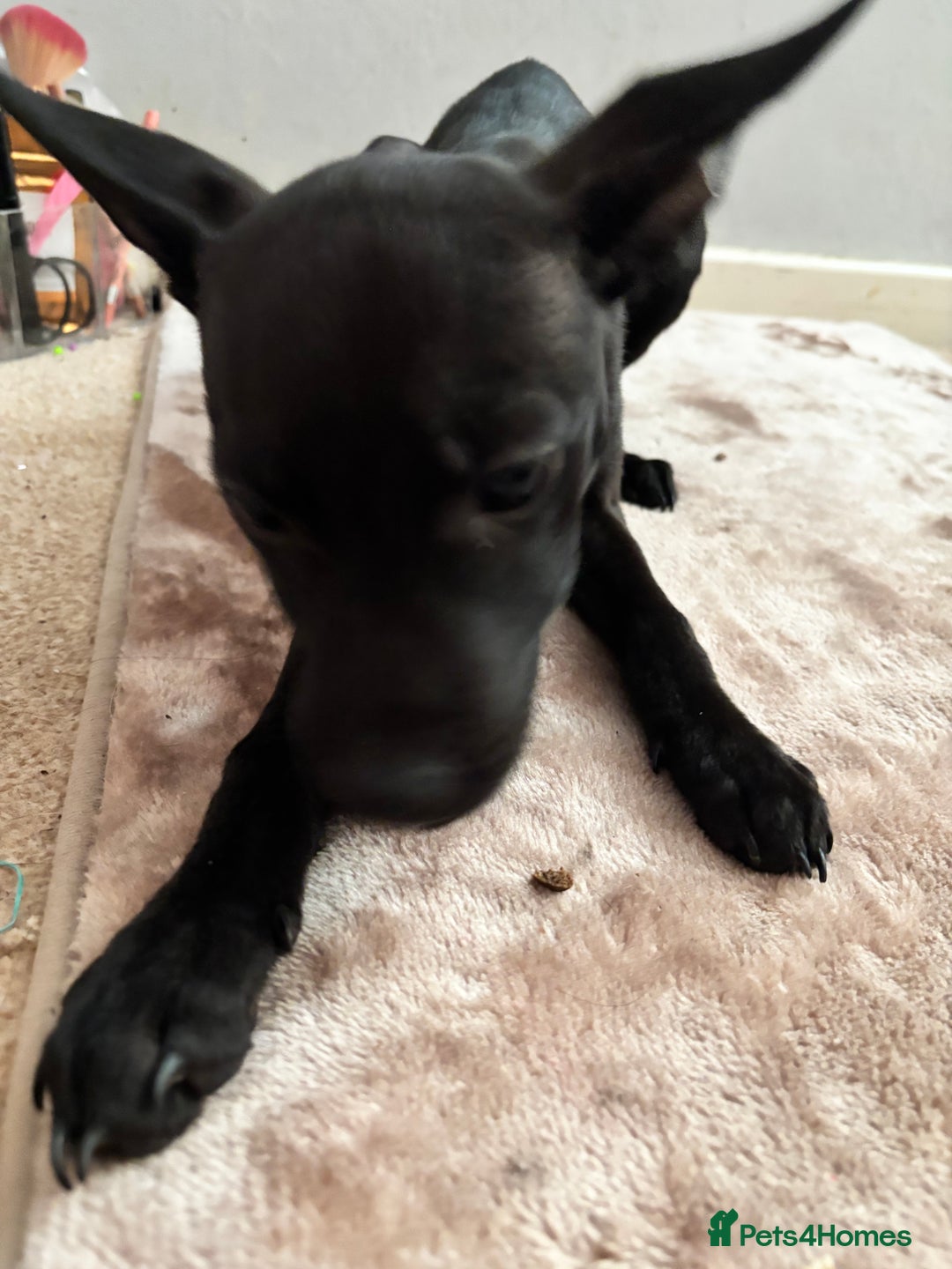 Mixed Breed dogs for sale: 3 puppies for sale - Image 10