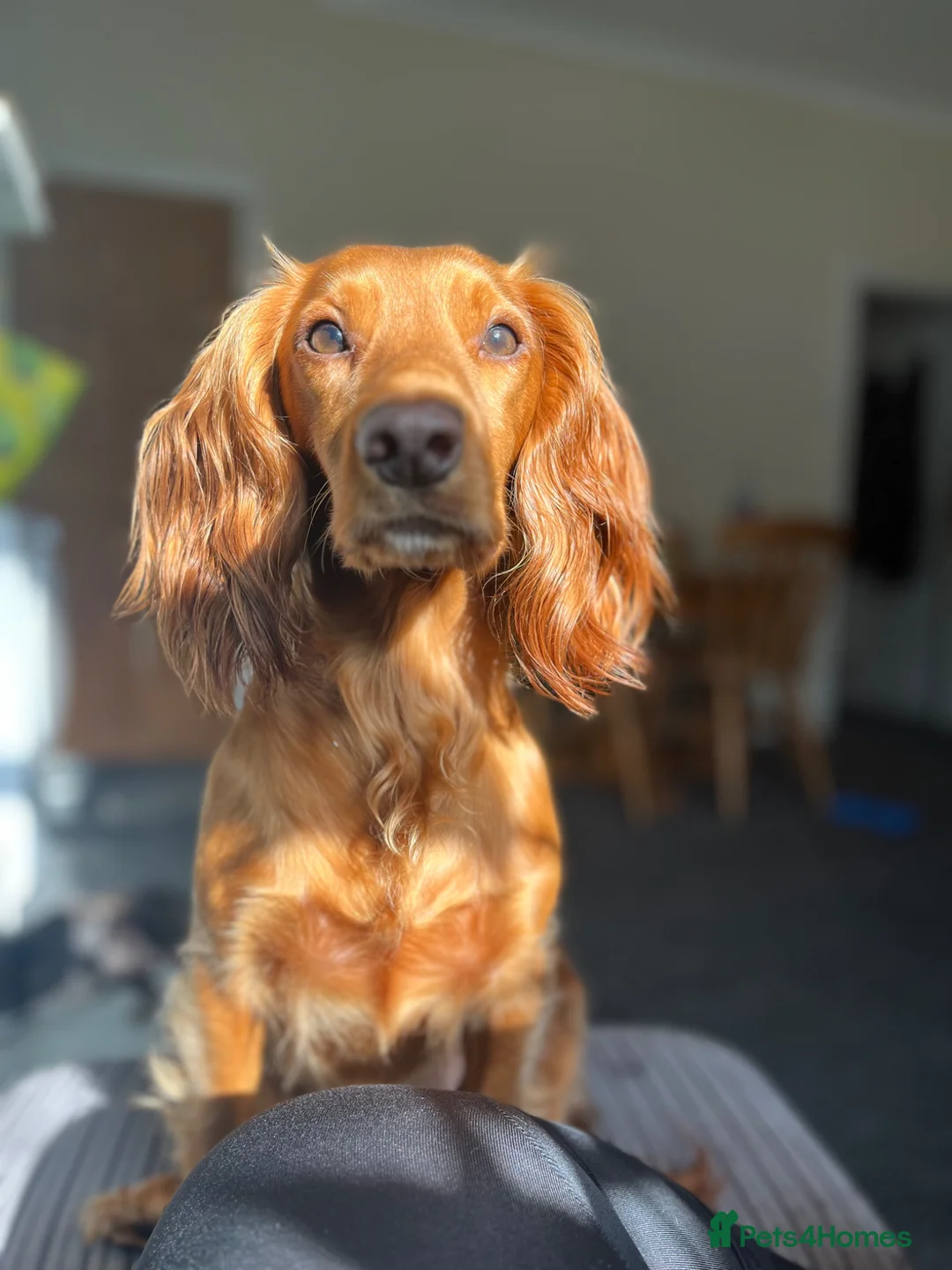 Cocker Spaniel dogs for sale: Fox red cocker spaniel in Burnley - Advert 2
