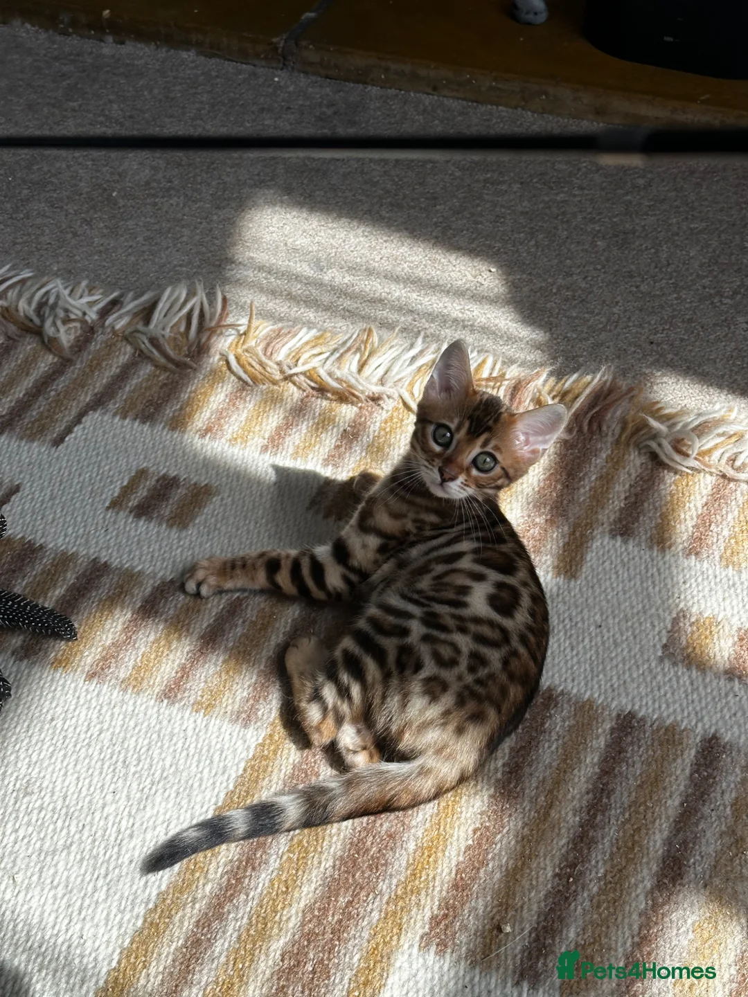 Bengal cats for sale: TICA Bengal kittens available!  - Advert 2