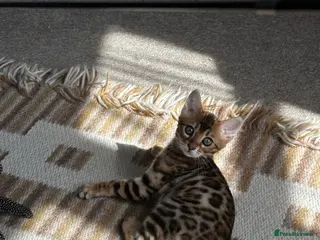 Bengal cats TICA Bengal kittens available! - Advert 2