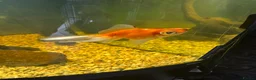 Fancy Goldfish fish for sale: Fancy goldfish one white and one orange  - Advert 5