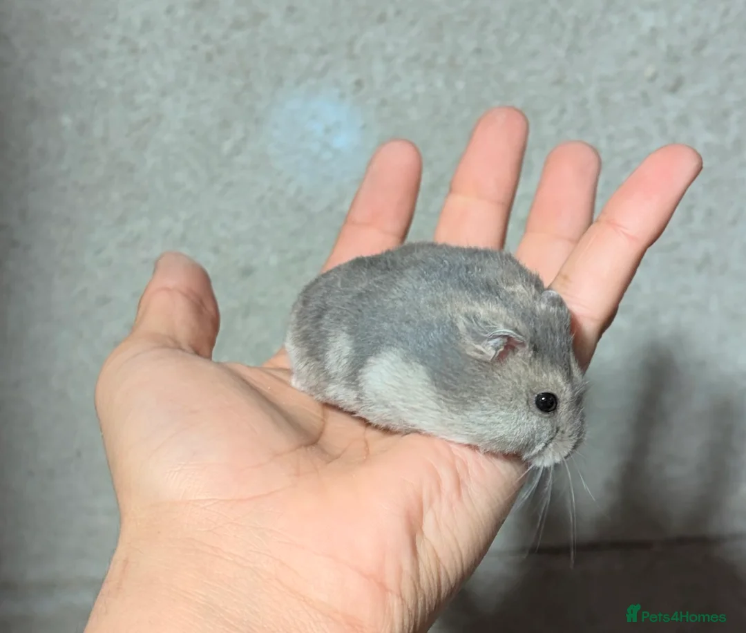 Hamster rodents for sale: STUNNING TAME PEDIGREE & PURE WINTER WHITE DWARFS - Advert 6