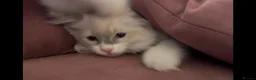 Ragdoll cats for sale: Child Friendly Ragdoll and Ragdoll Cross Kittens  - Advert 18