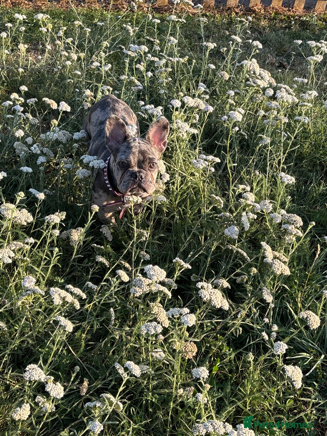 French Bulldog dogs for sale: Merle french bulldog  - Image 3