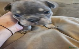 French Bulldog dogs for sale: 🔥Exquisite French Bull Dog Puppies 🔥 - Advert 31